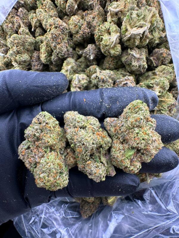 Girl Scout Cookies