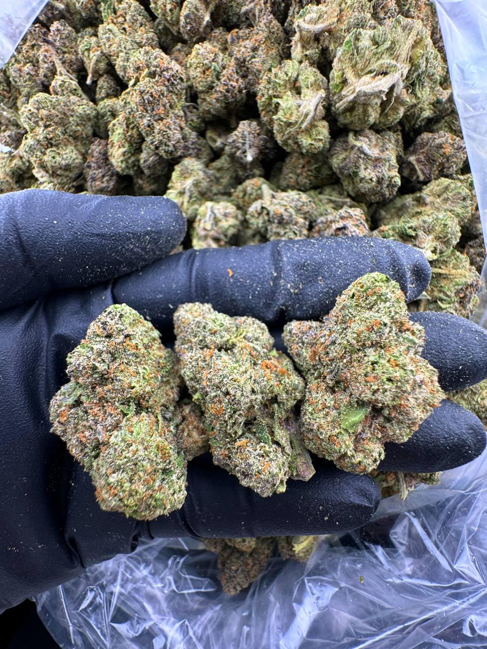 Girl Scout Cookies