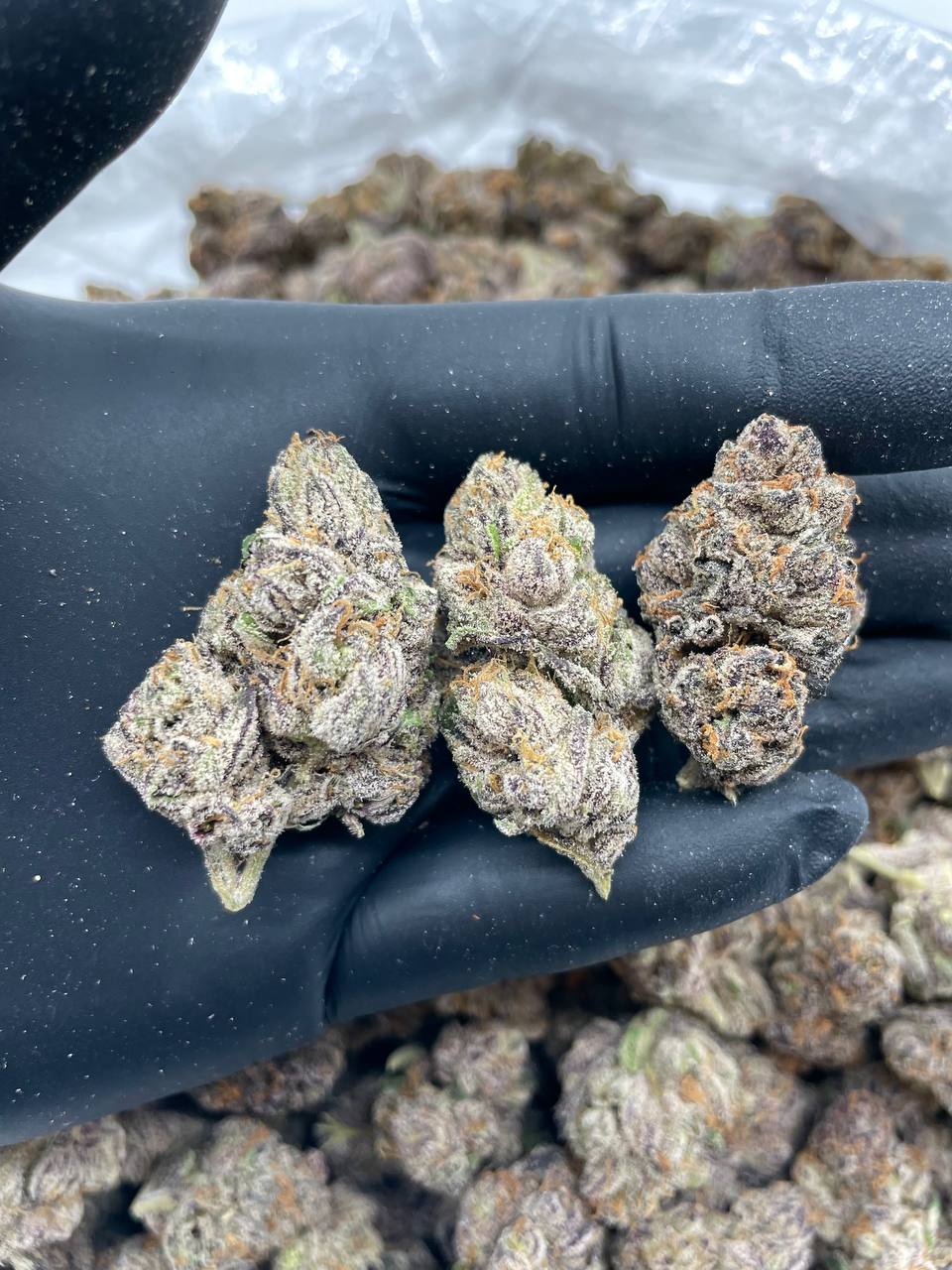 Bruce Banner